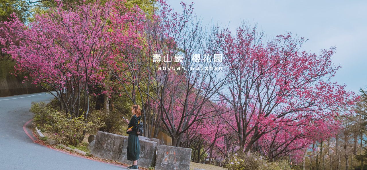 桃園龜山壽山巖公園 觀音寺 春季賞櫻景點